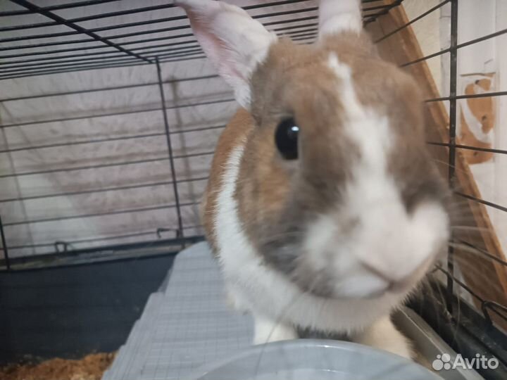 Декоративные кролики