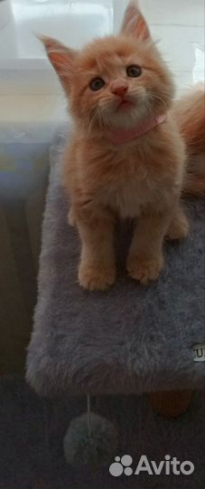 Котята мейн-кун