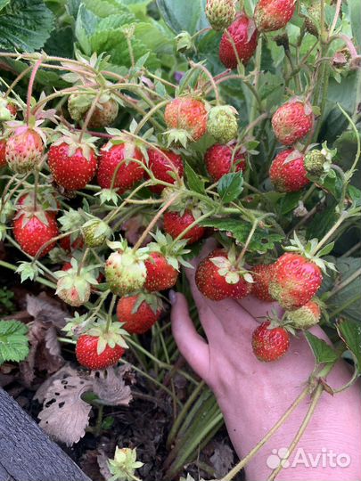 Рассада не ремонтантной клубники(без стаканчика)