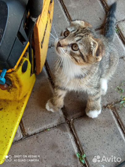 Шотландский вислоухий