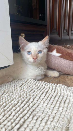 Котенок в добрые руки