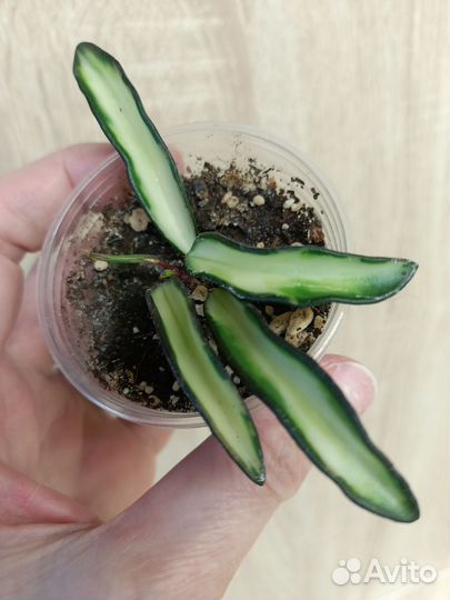 Хойи, часть 2