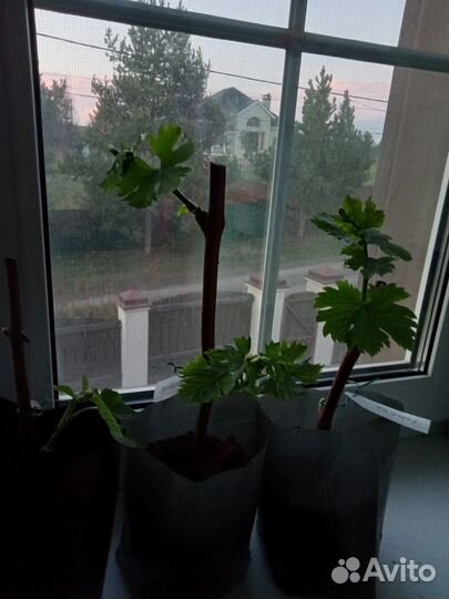 Саженцы винограда изабелла