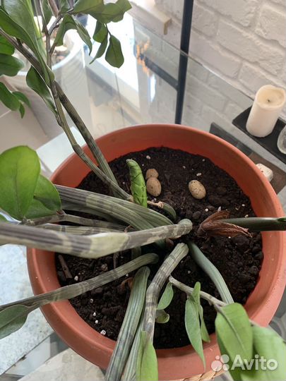 Замиокулькас