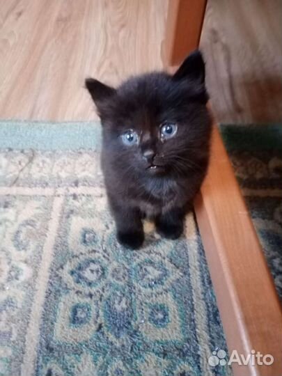 Кошка в дар