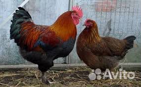 Инкубационное яйцо и цыплята Марана черно-медного