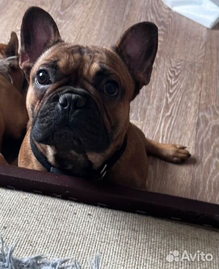 Французский бульдог щенки РКФ