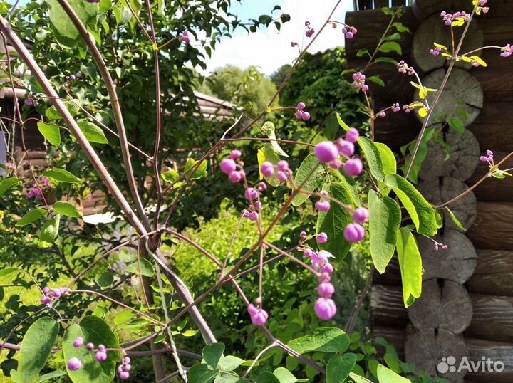 Василистник Рохебрунна семена