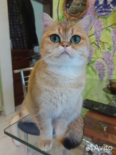 Кошки коты британские