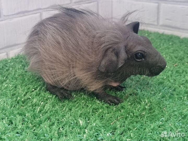 Бронь Морская свинка болдуин мальчик черный