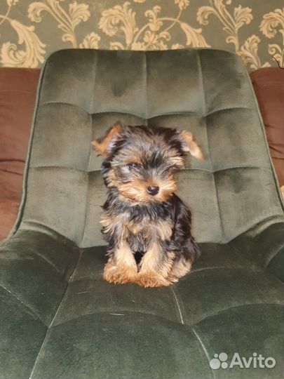 Йоркширский терьер