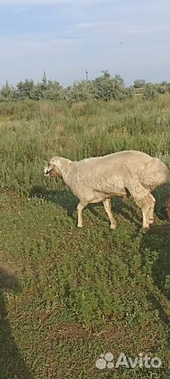 Продам барана