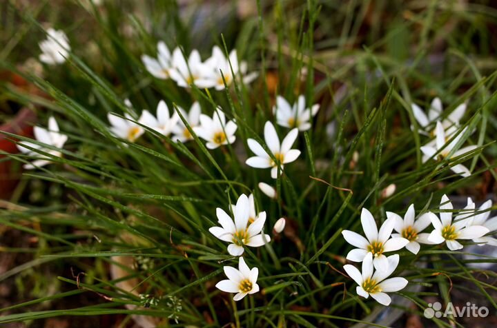 Белый и розовый гиппеаструм,зефирантес,алое,кливия