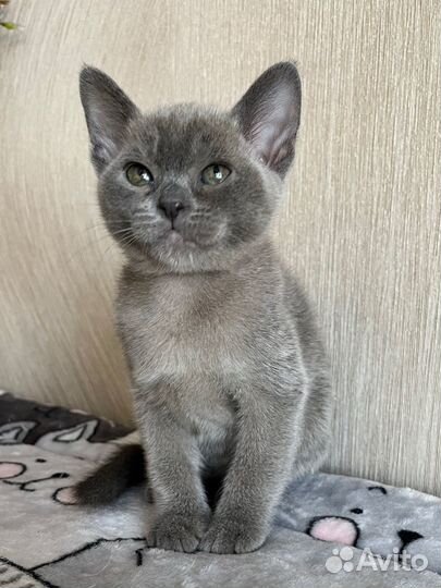Бурманские котята бурма