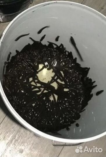 Пиявки медицинские, восточные