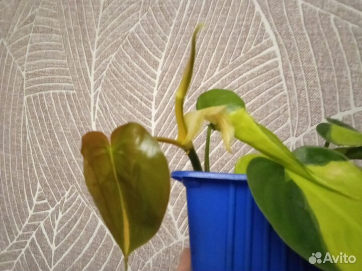 Филодендроны розовая принцесса, золотой крокодил