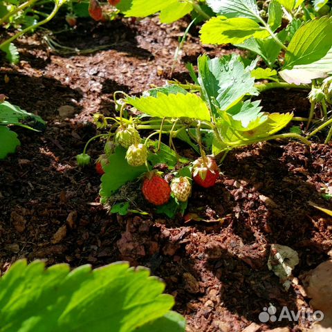 Гумус, кора лиственницы фракция 0-2 см
