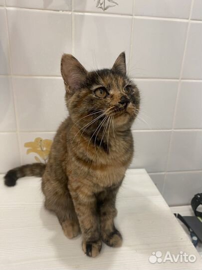 Кошечка в добрые руки