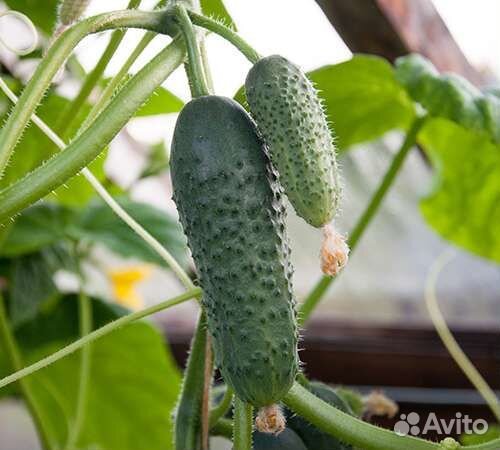 Рассада огурцов