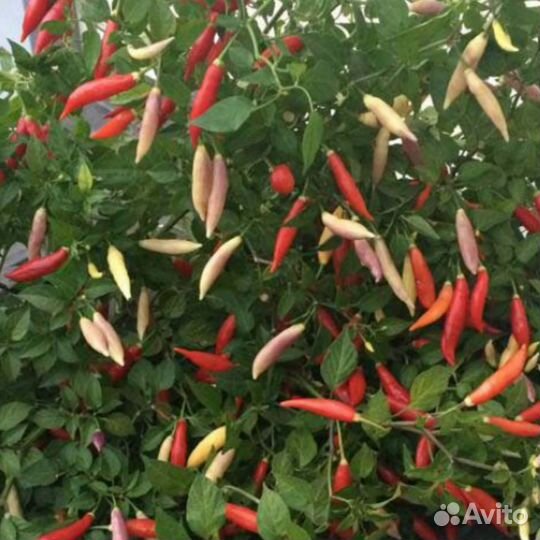 Семена перцы острые, перец сладкий Гагашар