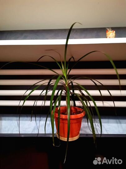 Пальма драцена