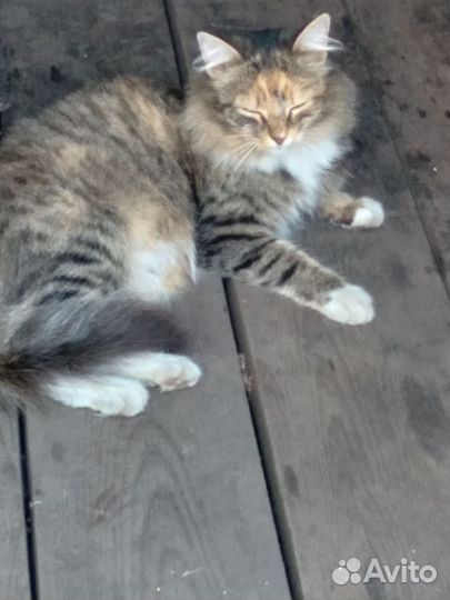 Отдам кошечку