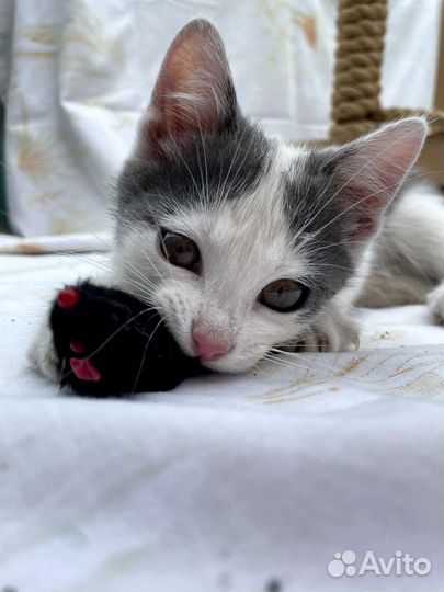 Милые котята в добрые руки