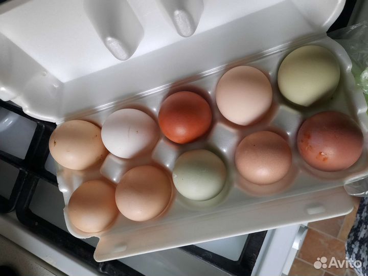 Домашние куриные яйца