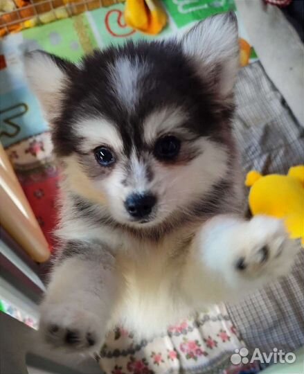 Мальчики помски