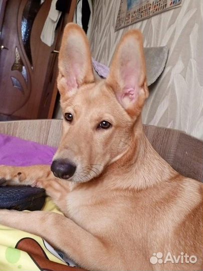 Собака в добрые руки