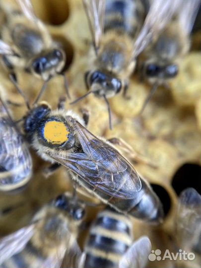 Бакфаст Карника Кордован пчеломатки F1