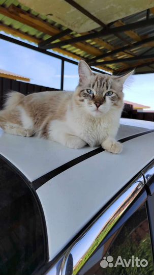 Курильский бобтейл