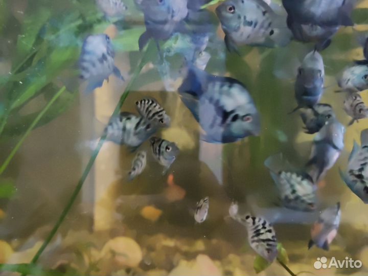 Аквариумные рыбки