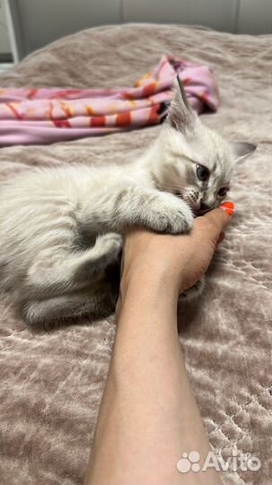 Котенок тайский тебби-поинт 3 месяца