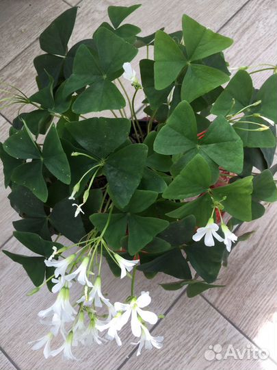 Комнатный цветок Оксалис (Кислица, «Доброе утро»)