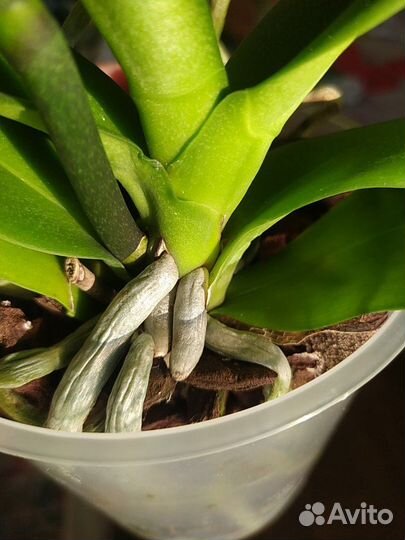 Орхидея дикий кот