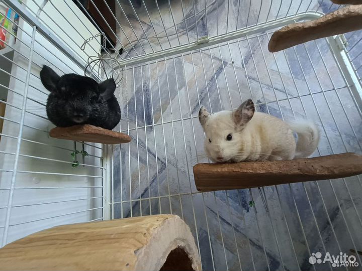 Шиншиллы с клеткой