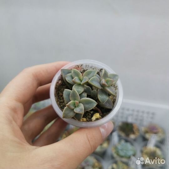 Суккуленты