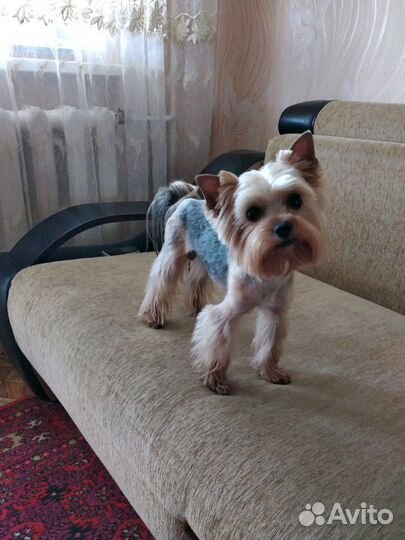 Вязка.Мальчик мини Йорк ищет невесту