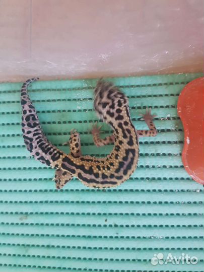 Иранский пятнистый эублефар