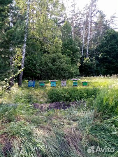 Пчелы пасека