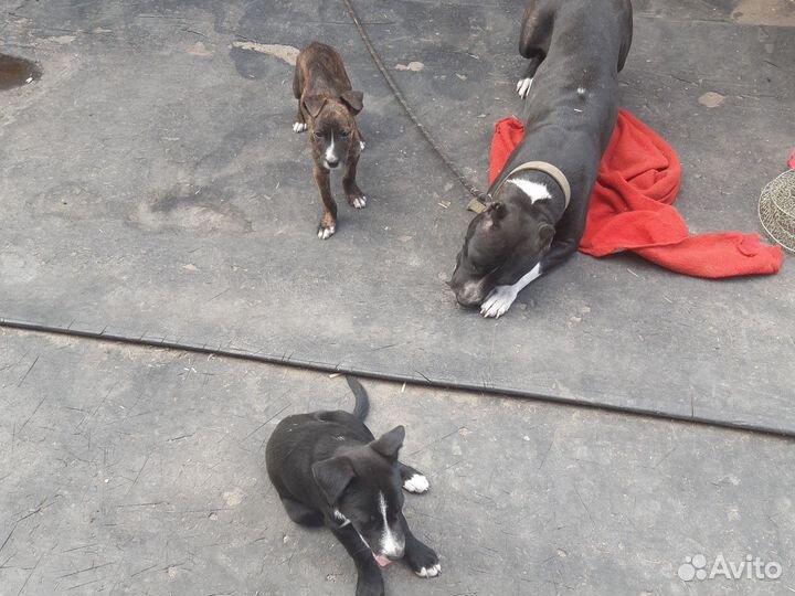 Собаки щенки