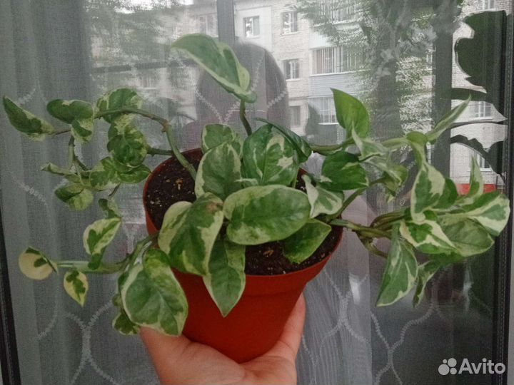 Сциндапсус энджой