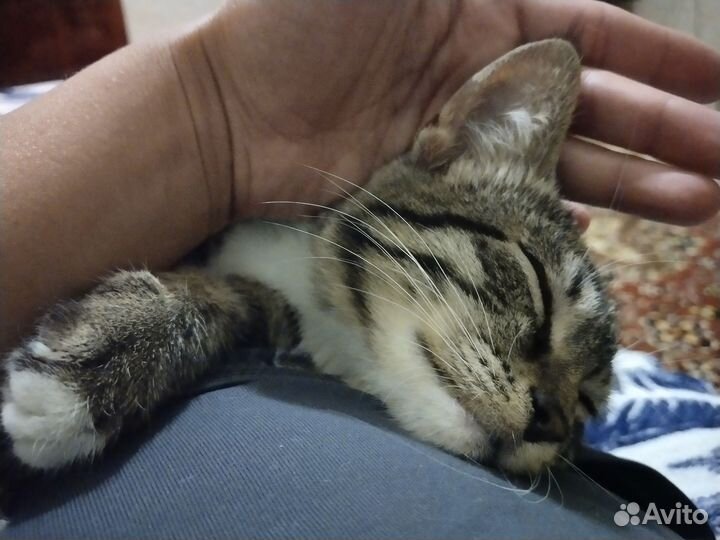Молодые кошечки мышеловки