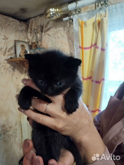 Кошка в дар бесплатно