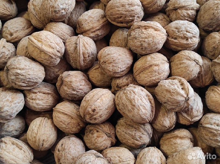 Орех грецкий