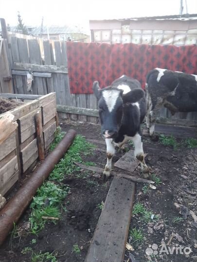 Быка и телёнок