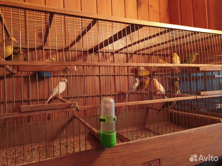 Кенара и канарейки