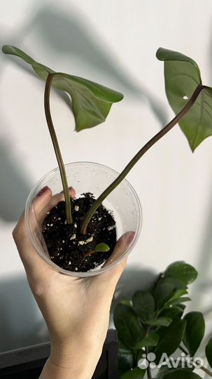 Филодендрон краснеющий