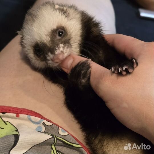 Хорьки, щенки хорька